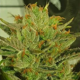 Sugar Tree > Zmoothiez